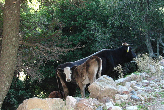http://mandamados.gr/pages/data/upimages/perip2.jpg